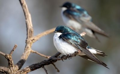 uccelli