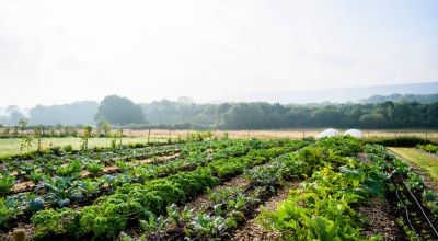 agricoltura agricoltura